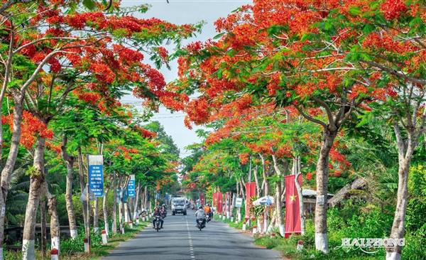 Dấu ấn những mùa Lễ hội Hoa Phượng Đỏ