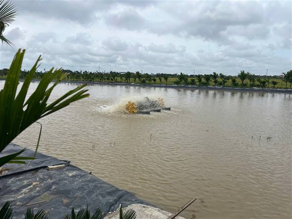 HƯỚNG DẪN KỸ THUẬT XỬ LÝ AO NUÔI THỦY SẢN SAU MƯA TO, MƯA KÉO DÀI
