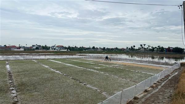 XÃ TIÊN MINH CHỦ ĐỘNG THỜI VỤ GIEO CẤY ĐÚNG LỊCH - TẠO NỀN TẢNG CHO VỤ MÙA THẮNG LỢI