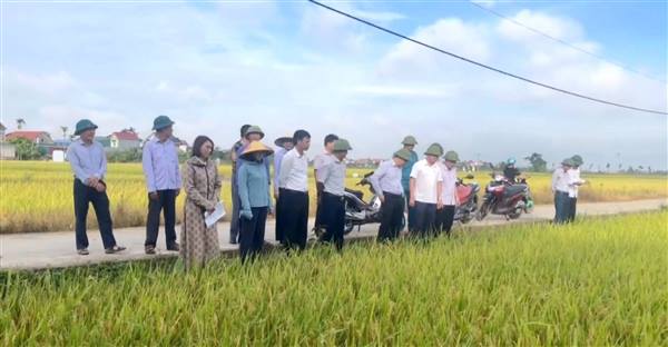 Lãnh đạo phường Trần Liễu thăm đồng, đánh giá năng suất vụ Chiêm Xuân 2026