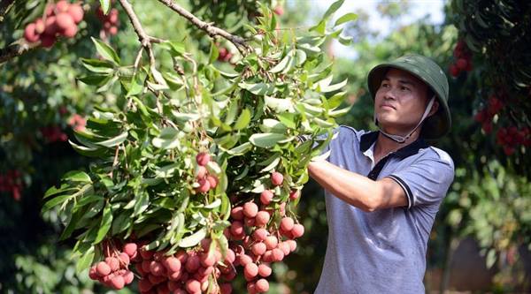 Hướng dẫn chăm sóc và quản lý lộc đông trên cây nhãn vải năm 2025