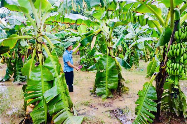 Xã Trần Phú giúp người dân ổn định sản xuất và đời sống