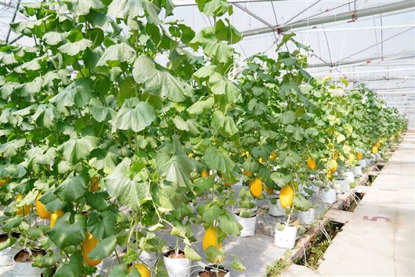 Phương án sản xuất vụ Đông 2025.2026