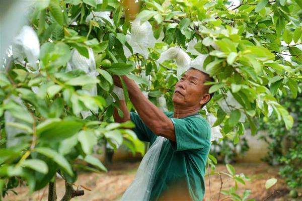 Thương binh Vũ Tiến Anh vươn lên phát triển kinh tế, làm giàu trên mảnh đất quê hương.