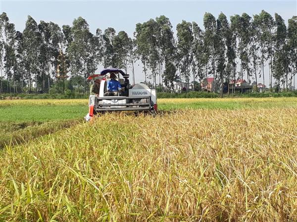 Nông dân trong xã khẩn trương thu hoạch lúa mùa; năng suất lúa trà sớm đạt bình quân 52 tạ/ha.
