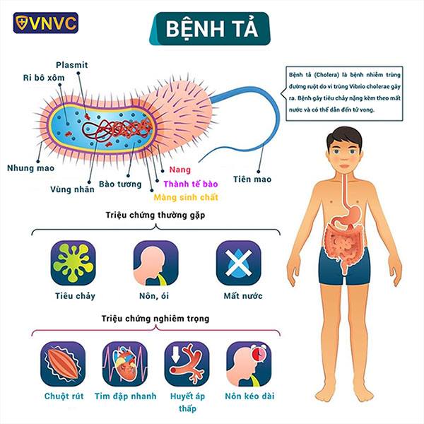 V/v tăng cường công tác giám sát,
phát hiện sớm và chủ động triển khai
các biện pháp phòng, chống bệnh tả
trên địa bàn thành phố

