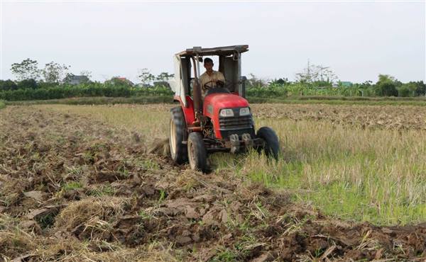 Các biện pháp vệ sinh đồng ruộng chuẩn bị cho sản xuất lúa vụ xuân 2025-2026