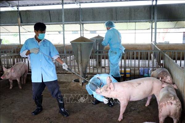 Đẩy mạnh phòng, chống dịch tả lợn châu Phi, không để lây lan diện rộng