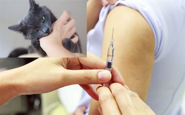 Bài tuyên truyền tiêm vắc xin phòng bệnh Dại