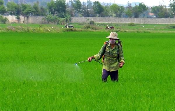 Chủ động phun trừ rầy cuối vụ trên lúa xuân