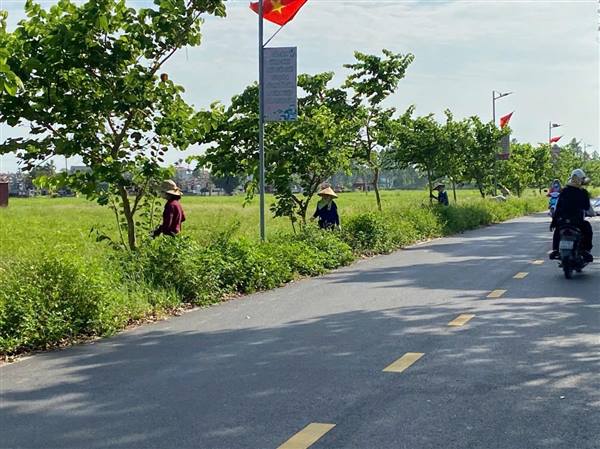 Hội LHPN xã Tứ Kỳ ra quân chăm sóc tuyến đường hoa ban