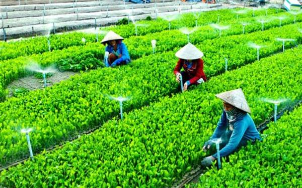Các Hợp tác xã nông nghiệp ở Tứ Kỳ từng bước thích ứng, tìm hướng phát triển mới