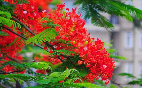 V/v đẩy mạnh thông tin tuyên truyền về Kỷ
niệm 71 năm Ngày giải phóng Hải Phòng và
Lễ hội Hoa Phượng Đỏ - Hải Phòng 2026