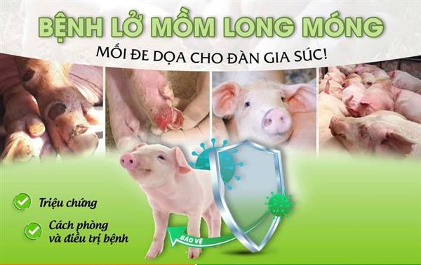 Xã Tứ Kỳ chủ động ứng phó nguy cơ bệnh lở mồm long móng Serotype SAT1 