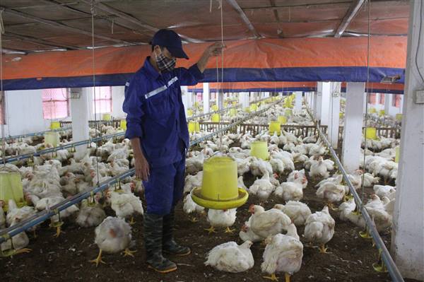 Tứ Kỳ chủ động phòng, chống các dịch bệnh nguy hiểm trên đàn vật nuôi giai đoạn 2026 - 2030