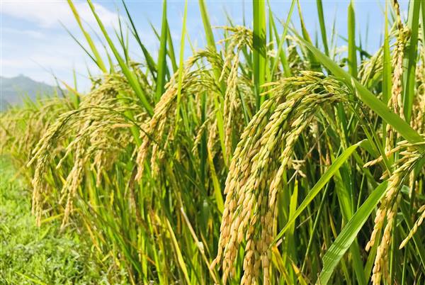 Hiệu quả từ 02 mô hình sản xuất lúa mới, gắn với bao tiêu sản phẩm