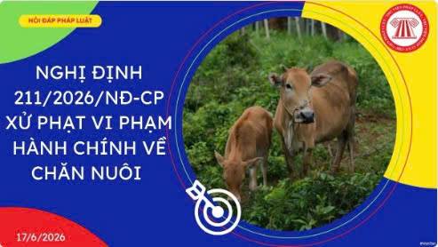 Nghị định 211/2026/NĐ-CP ngày 16/6/2026 Quy định xử phạt vi phạm hành chính về chăn nuôi