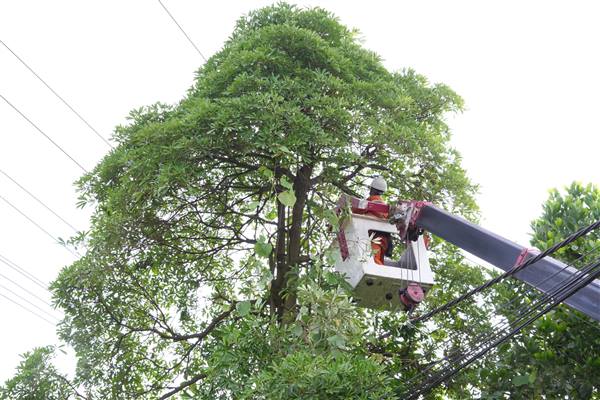 Cảnh báo nguy cơ mất an toàn khi tự ý chặt cây gần đường điện