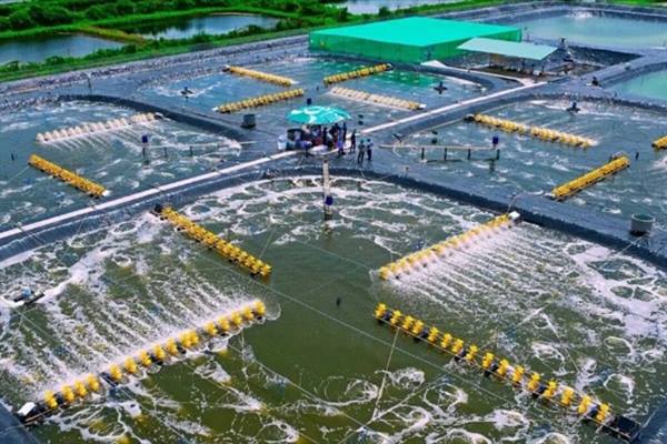  Chủ động bảo vệ thủy sản nuôi trong mùa mưa bão