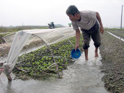 Chủ động chăm sóc cây vụ đông sớm sau ngập úng