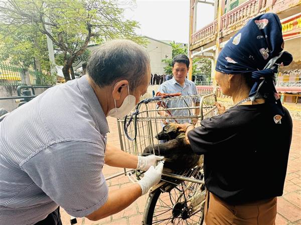 Phường Tứ Minh triển khai tiêm phòng cho đàn chó, mèo vụ Thu, đợt 2 năm 2025