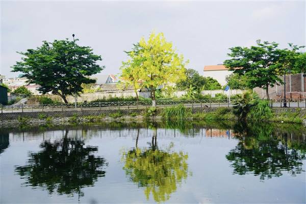 Hoa Osaka phủ vàng một số tuyến phố phường Tứ Minh