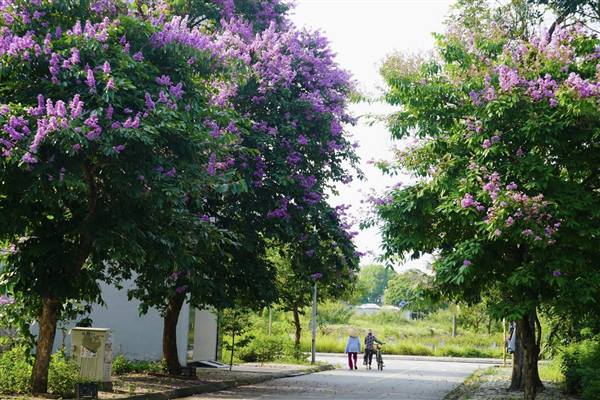 Chùm ảnh: Tiếp nối sắc vàng rực rỡ của hoa Osaka, những ngày này, hoa bằng lăng tại phường Tứ Minh cũng đang vào mùa khoe sắc tím dịu dàng, tô điểm cho phố phường thêm thơ mộng và bình yên những ngày hè