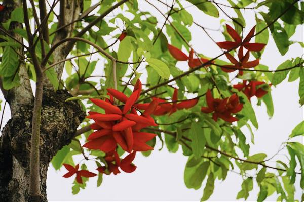 Chùm ảnh: Tứ Minh mùa hoa Sang 