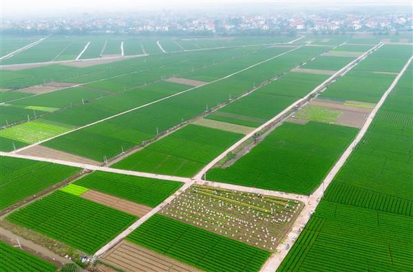 Xã Tuệ Tĩnh ban hành Kế hoạch phát triển kinh tế - xã hội năm 2026

