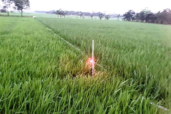 Nghiêm cấm sử dụng điện để bẫy, bắt, diệt chuột trong sản xuất nông nghiệp 