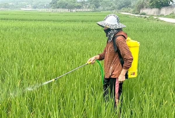 Tăng cường phòng trừ sâu cuốn lá nhỏ lứa 2 và bệnh đạo ôn cổ bông bảo vệ lúa vụ Đông Xuân 2025–2026