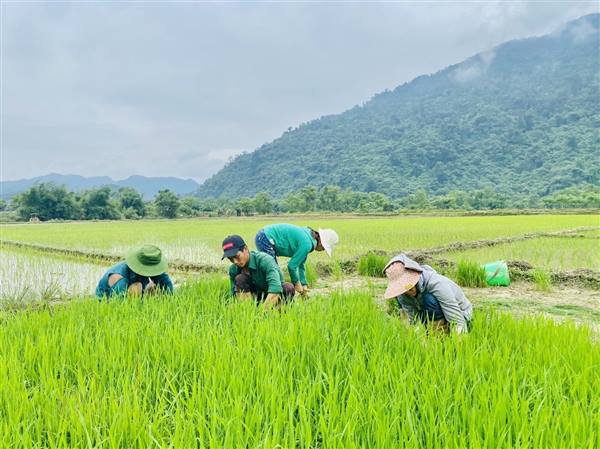 Tập trung thu hoạch lúa vụ Mùa năm 2025 và gieo trồng cây vụ Đông 2025-2026