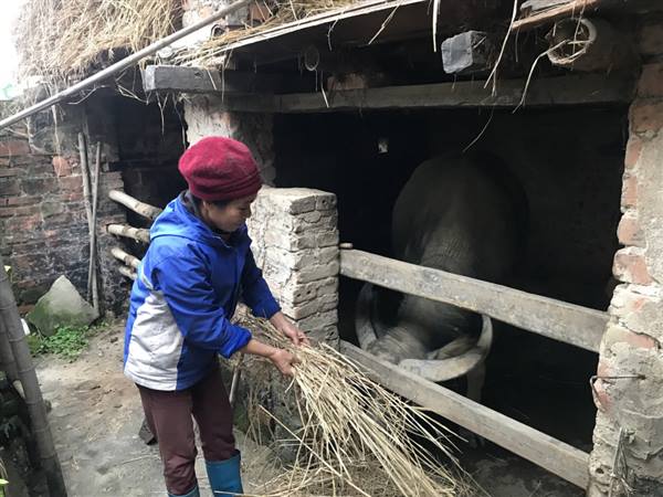  Chủ động ứng phó với rét đậm, rét hại
