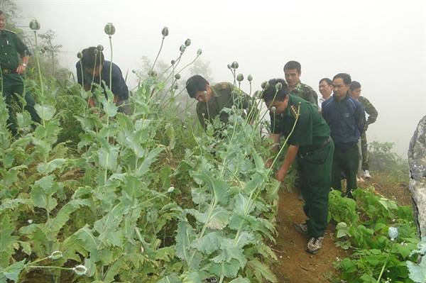 Tuyên truyền nâng cao nhận thức cho Nhân dân về tác hại của việc trồng và tái trồng cây có chứa chất ma túy, giới thiệu một số mô hình kinh tế tích hợp đa giá trị để người dân nghiên cứu, học tập