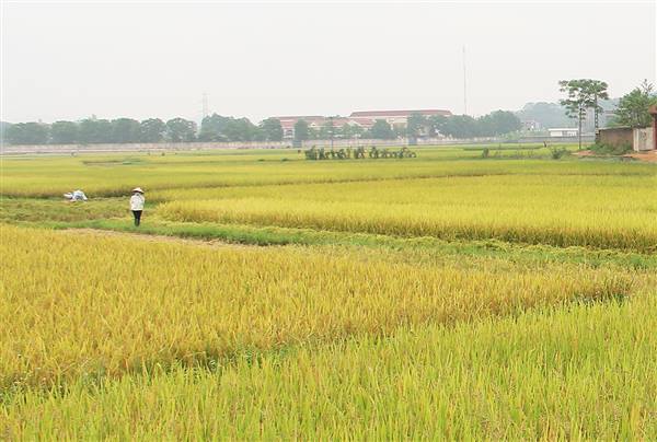 UBND phường Việt Hòa ban hành kế hoạch sản xuất trồng trọt vụ Chiêm Xuân năm 2026