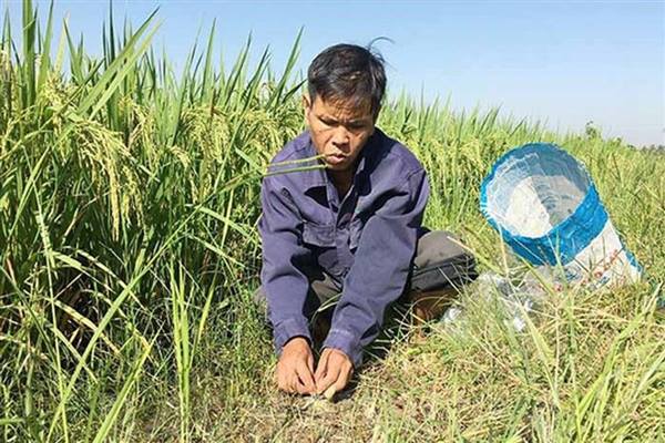 Kế hoạch diệt chuột bảo vệ sản xuất trồng trọt năm 2026