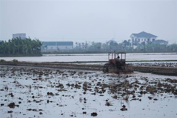 Thông báo  Lịch lấy nước phục vụ gieo cấy lúa vụ Đông Xuân 2025-2026 của Bộ Nông nghiệp và Môi trường