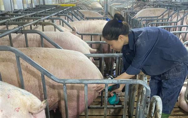 Triển khai đăng ký vắc xin phòng bệnh cho đàn vật nuôi năm 2026 trên địa bàn phường Việt Hòa