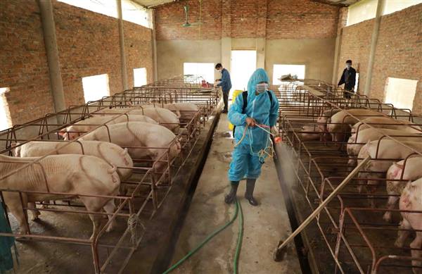 Thông báo về việc triển khai Tháng tổng vệ sinh, khử trùng, tiêu độc môi trường phòng, chống dịch bệnh động vật đợt 2 năm 2025 trên địa bàn phường Việt Hòa