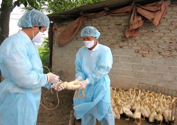 Kế hoạch  thực hiện tiêm vắc xin phòng bệnh cho đàn gia súc, gia cầm vụ Thu (đợt 2) năm 2025 trên địa bàn phường Việt Hòa