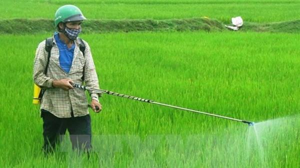 Tập trung phòng trừ sinh vật gây hại lúa cuối vụ Mùa năm 2025