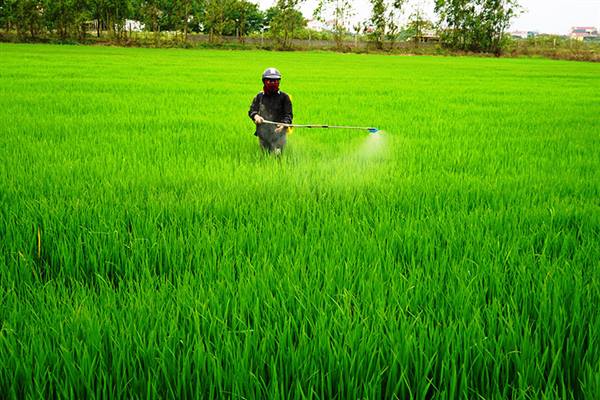 UBND phường Việt Hòa thông báo về việc tiếp tục phòng trừ các đối tượng sâu, bệnh gây hại lúa vụ Mùa năm 2025