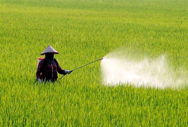 Thông báo về việc phòng trừ sâu cuốn lá nhỏ và các đối tượng sâu, bệnh gây hại lúa vụ Mùa năm 2025