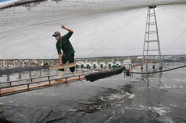 Thông báo về việc hướng dẫn các biện pháp phòng, chống nắng nóng cho thủy sản nuôi năm 2026
