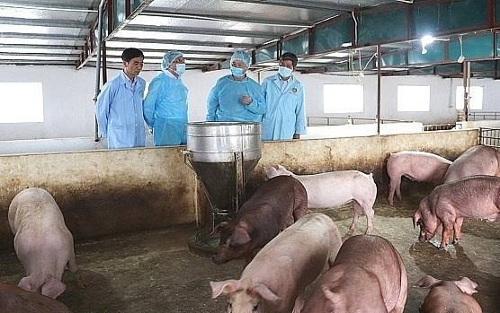 Thông báo  về việc chủ động ngăn chặn, giám sát, ứng phó nguy cơ dịch bệnh Lở mồm long móng do vi rút thuộc serotype SAT1 xảy ra trên địa bàn phường Việt Hòa
