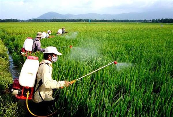 Thông báo về việc tiếp tục phòng trừ các đối tượng sâu, bệnh gây hại lúa vụ Chiêm năm 2026