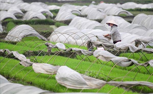 Thông báo về việc chỉ đạo sản xuất vụ Chiêm năm 2026 và chuẩn bịsản xuất vụ Mùa năm 2026
