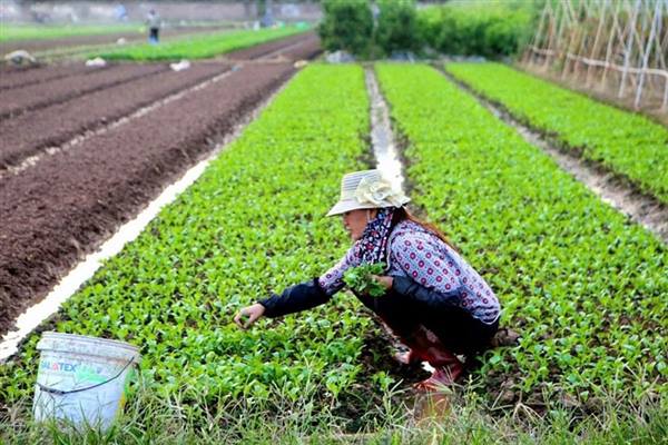 Kế hoạch sản xuất vụ Mùa năm 2026 và vụ Đông năm 2026-2027 trên địa bàn phường Việt Hòa
