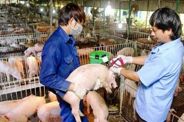 Chủ động ngăn chặn, giám sát, ứng phó nguy cơ dịch bệnh Lở mồm long móng do vi rút thuộc serotype SAT1 trên địa bàn thành phố