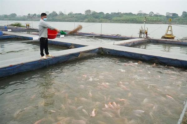 Thông báo về việc triển khai các biện pháp bảo vệ an toàn cho người và tài sản của các hộ nuôi cá lồng trên sông trong mùa mưa lũ năm 2026 